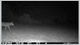 San Benedetto - Lupo avvistato al Ponterotto: "Attenzione agli animali domestici"